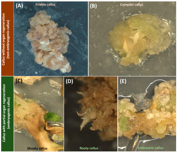 Different types of calli in cannabis including non-embryogenic calli such as (A) friable callus and (B) compact callus and embryogenic calli such as (C) shooty callus, (D) rooty callus, and (E) embryonic callus.