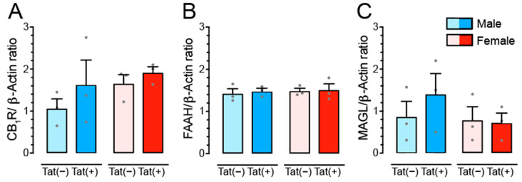CB1R, FAAH, and MAGL protein expression levels are not altered by Tat and sex. Western blot analyses of protein expression levels for CB1R (A), FAAH (B), and MAGL (C) were assessed in the PFC of Tat transgenic mice. No significant effects were noted for any of the three measures. Data are eCB/β-Actin ratio data (mean ± SEM) separated by sex and genotype. Statistical significance was assessed by ANOVA. Sample size: n = 3 mice per group and sex.