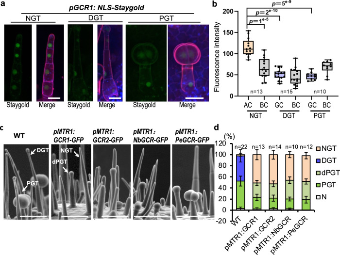 GCR1/2 repress gland formation.a Expression pattern of GCR1. The promoter of GCR1 fused with NLS-Staygold and stable transformed into wild type tomato. Leaves of ten-day-old seedlings were used for analysis. Propidium Iodide (PIE) staining was used to show the cell edge. Chloroplast auto-fluorescence is shown in blue. All images were collected under the same condition and processed by maximum intensity projection of z-stacks. Bar: 20 μm. b GCR1 expression is quantified by fluorescence intensity measurement of z-stacked images of pGCR1:NLS-Staygold. Box plots show maximum, minimum, first and third quartiles, median (line). N represents the number of trichomes used for the quantification. At least 15 trichomes from two lines were used to quantify. BC: Basal cell; AC: Apical cell. p-values obtained by unpaired t-test. ns: no significant. c Expression of GCR1/2 and its homologues in trichome cells by MTR1 promoter represses the gland formation. Pictures show trichomes on the hypocotyl. dPGT: defective peltate trichomes. Bar: 100 μm. d Quantification of trichomes on juvenile stems. The Y-axis represents the proportion of three categories of trichomes in the total number of trichomes. n represents the number of SEM images used for the quantification. For each line, at least ten different SEM images from four to eight individual plants were used for trichome quantification. Data are shown as mean ± SD. p-values were obtained by unpaired two-sided t-test and presented in the Supplementary Table 3. N: defective trichomes or developing trichomes.