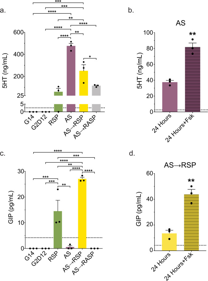 Differentiation Conditions Induce Hormone Secretion.a Serotonin (5HT) ELISA of conditioned media from the last two days of differentiation of enteroids grown in G14, G2D12, RSP, AS, AS→RSP, and AS→RASP. Representative experiment showing n = 3 wells from each condition from a single enteroid line. *p = 0.049; **p = 0.0049 (RSP to AS→RSP), 0.0011 (AS to AS→RSP); ***p = 0.0005 (G14 to AS→RSP and G2D12 to AS→RSP); ****p < 0.0001. b 5HT ELISA of AS conditioned media collected after 24 h on day 13 (solid bar) and after 24 h with forskolin (Fsk) on day 14 (striped bar). Representative experiment showing n = 3 wells from each condition from a single enteroid line. **p = 0.0015. c Glucose-dependent insulinotropic peptide (GIP) ELISA of conditioned media from the last two days of differentiation of enteroids grown in G14, G2D12, RSP, AS, AS→RSP, and AS→RASP. Representative experiment showing n = 3 wells from each condition from a single enteroid line. **p = 0.0013 (RSP to AS), 0.0031 (RSP to AS→RSP); ***p = 0.0009 (G14 to RSP, G2D12 to RSP, and RSP to AS→RASP); ****p < 0.0001. d GIP ELISA of AS→RSP conditioned media collected after 24 h on day 13 (solid bar) and after 24 h with Fsk on day 14 (striped bar). Representative experiment showing n = 3 wells from each condition from a single enteroid line. **p = 0.0025. Bars show mean ± SEM; one-way ANOVA with Tukey correction for multiple comparisons (a, c); two-tailed unpaired t test (b, d). Dotted line at 2.6 ng/mL represents the lower limit of detection for the 5HT ELISA (a, b). Dotted line at 4.2 pg/mL represents the lower limit of detection for the GIP ELISA (c, d). Each experiment repeated with at least three different enteroid lines. Source data are provided as a Source Data file.
