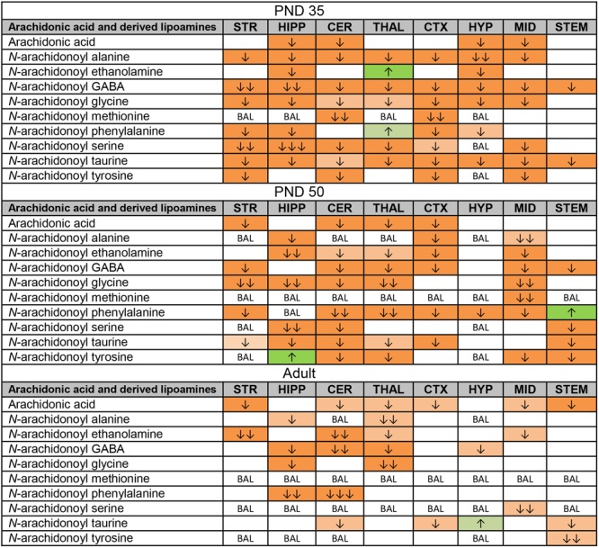 Effects of acute CP 55,940 (CP) on levels of arachidonic acid and arachidonic acid-derived lipoamines in eight regions of the post-natal day (PND) 35, PND 50, and adult female mouse brain. Effects in the PND 35 brain are shown in the top portion, the PND 50 effects are shown in the middle portion, and the effects in the adult brain are shown in the bottom portion of the figure. Cells with shaded arrows indicate a change for that lipid in the CP-exposed brain area relative to the same vehicle-exposed area within each age group. The arrow color indicates the direction of a significant result relative to control. Green colors represent increases, with darker green representing a significant increase of p < 0.05 and lighter green representing a trending increase of p < 0.10. Orange colors represent decreases in a lipid’s concentration, with darker orange indicating a significant decrease of p < 0.05 and light orange representing a trending decrease of p < 0.10. The number of arrows indicates the magnitude of the difference between CP and vehicle. One arrow indicates a magnitude difference of less than 1.5-fold, two arrows indicates a 1.5- to 1.99-fold change, and three arrows indicate a 2- to 2.99-fold change. BAL stands for “Below Analytical Limit,” whereas a blank cell indicates that there was no change in the lipid’s level due to CP. See Supplementary Figure 4 for more detailed description of analysis. Abbreviations for brain areas are: STR, striatum; HIPP, hippocampus; CER, cerebellum; THAL, thalamus; CTX, cortex; HYP, hypothalamus; MID, midbrain; STEM, brainstem.