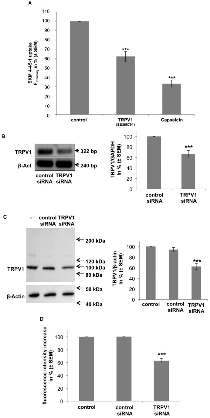 SKM4-45-1 uptake in ECFCs is diminished by either the inhibition of TRPV1, the TRPV1 agonist capsaicin, and a siRNA-mediated down-regulation of TRPV1.(A) Comparison of the inhibitory effects of the TRPV1 antagonist SB366791 and the TRPV1 agonist capsaicin. SKM4-45-1 (1 µM) was added to ECFCs treated with vehicle, antagonist (SB366791, 10 µM; n = 4) or agonist (Capsaicin, 0.1 µM; n = 3) of TRPV1. Values show % fluorescence as compared to vehicle control (± SEM); *** indicates p ≤ 0.001 significance as compared to vehicle control. (B) Genetic knock-down of TRPV1 mRNA levels. EA.hy926 cells were treated with siRNA against TRPV1. Effectiveness of knock-down was verified by RT-PCR (left panel) and quantitative real time (q) PCR (right panel). Values show % TRPV1 corrected for GAPDH as compared to nonspecific siRNA controls (n = 3; ± SEM); *** indicates p ≤ 0.001 significance as compared to siRNA control. (C) Genetic knock-down of TRPV1 protein level. EA.hy926 cells were treated with non-specific siRNA or siRNA against TRPV1. Effectiveness of knock-down was verified by western blot using antibodies against TRPV1 and β-Actin (left panel), as indicated, and quantified by ImageJ® (right panel). Values show % TRPV1 corrected for β-Actin as compared to untreated and non-specific siRNA controls (n = 3; ± SEM); *** indicates p ≤ 0.001 significance as compared to control. (D) Columns represent SKM4-45-1 uptake in untreated control cells and EA.hy926 cells treated with non-specific siRNA or siRNA against TRPV1, as indicated. SKM4-45-1 fluorescence was measured 30 minutes after incubation (n = 3; ± SEM); *** indicates p ≤ 0.001 significance as compared to control.