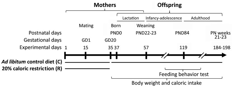 Experimental design. Two weeks before mating female rats were exposed to 20% caloric restriction up to the gestational day 20 (GD20). Body weight and caloric intake of offspring were monitored from birth (PND0) to adulthood (postnatal weeks 21–23). Feeding behavior (compulsive feeding and feeding response to AM251) was evaluated at adolescence (postnatal weeks 8–9) and adulthood (postnatal weeks 12–13).