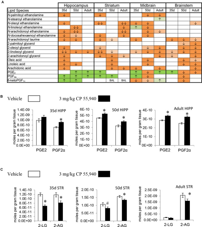 Effects of systemic 3 mg/kg CP 55,940 (CP) on levels of targeted lipids 2 h after injection in the post-natal day (PND) 35, PND 50, and adult CD1 female mouse hippocampus, striatum, midbrain, and brainstem. (A) Cells with shaded arrows indicate a change for that lipid in the CP-exposed brain area relative to the same vehicle-exposed area within each age group (35d = PND 35, 50d = PND 50). The arrow color indicates the direction of a significant result relative to control. Green colors represent increases, with darker green representing a significant increase of p < 0.05 and lighter green representing a trending increase of p < 0.10. Orange colors represent decreases in a lipid’s concentration, with darker orange indicating a significant decrease of p < 0.05 and light orange representing a trending decrease of p < 0.10. The number of arrows indicates the magnitude of the difference between CP and vehicle. One arrow indicates a magnitude difference of less than 1.5-fold and two arrows indicate a 1.5- to 1.99-fold change. BAL stands for “Below Analytical Limit,” whereas a blank cell indicates that there was no change in the lipid’s level due to CP. See Supplementary Figure 4 for a more detailed description of analysis. (B) Bar graphs showing mean levels of prostaglandin E2 (PGE2) and prostaglandin F2α (PGF2α) in the post-natal day 35 hippocampus (35d HIPP), post-natal day 50 hippocampus (50d HIPP), and adult hippocampus (adult HIPP) 2 h after a systemic vehicle injection (open bars) or a systemic 3 mg/kg CP injection (black bars). The units on the y-axis are moles of lipid per gram of tissue. Error bars are ± standard error. An asterisk (∗) represents a difference of p < 0.05 between CP and vehicle groups. Levels of both these prostaglandins were higher in the 50d HIPP and adult HIPP (corresponding to green cells with one up arrow in panel A). In the 35d HIPP, levels of PGF2α increased with CP treatment but levels of PGE2 did not change. (C) Bar graphs showing mean levels of 2-linoleoyl glycerol (2-LG) and 2-arachidonoyl glycerol (2-AG) in the post-natal day 35 striatum (35d STR), post-natal day 50 striatum (50d STR), and adult striatum (adult STR) 2 h after a systemic vehicle injection (open bars) or a systemic 3 mg/kg CP injection (black bars). The units on the y-axis are moles of lipid per gram of tissue. Error bars are ± standard error. Asterisk (∗) represents a difference of p < 0.05 between CP and vehicle groups and the pound sign (#) represents a trending difference of p < 0.10. In the 35d STR, 2-LG levels were lower in the CP-treated group (corresponding to a darker orange cell with two down arrows in panel A), whereas there was a smaller trending reduction in 2-LG in the 50d STR (corresponding to a lighter orange cell with one down arrow in panel A). No significant differences between groups in levels of 2-LG were found in the CP-treated adult STR. In all three age groups, levels of 2-AG were lower in the CP-exposed striatum (corresponding to darker orange cells with one down arrow in panel A).