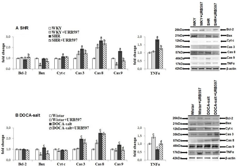 The level of proteins playing essential roles in programmed cell death (Bax, BcL-2, Cyt c, and caspases 3, 8, and 9) and inflammation (TNF-α) in the heart of hypertensive rats (A) SHR and (B) DOCA-salt, and rats after administration of URB597. The expression of examined protein is shown in comparison to the control.