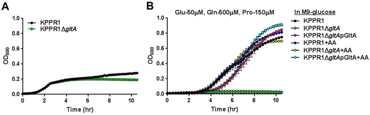 gltA is dispensable for growth in human serum.(A) WT KPPR1 and KPPR1ΔgltA were grown in M9 minimal media + 20% resting human serum (n = 3, mean displayed ± SEM). (B) WT KPPR1, KPPR1ΔgltA, and KPPR1 ΔgltApGltA were grown M9 minimal media + 20% glucose with physiological levels of amino acids present in human serum (n = 3, mean displayed ± SEM). “+AA” label indicates addition of amino acids to growth media at concentrations indicated in graph title.