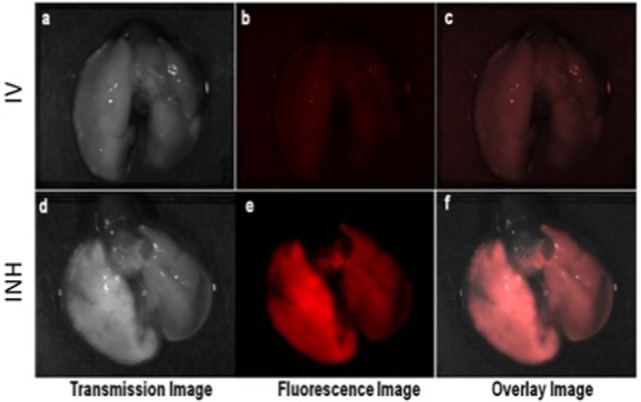 Ex vivo optical studies with the lung dissected from the mice administered with nanoparticle drones. Fluorescent imaging illustrating the distribution of fluorescent drones within the mouse lung administered via intravenous (IV) in panels (A–C) and inhalation (INH) in panels (D–F).