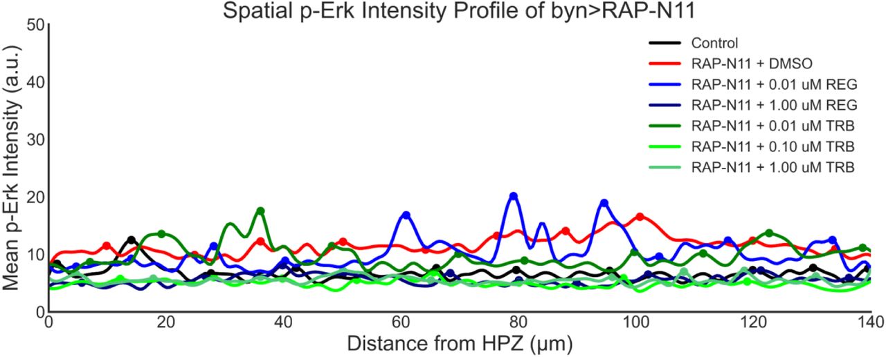 Spatial Intensity profiles of phospho-ERK in regorafenib and trametinib fed byn > RAP-N11