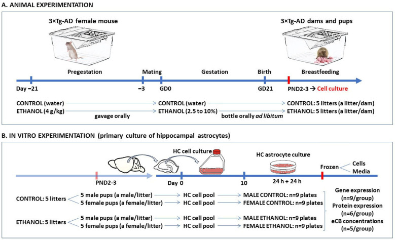 Schematic representation following the temporal design of the animal (A) and in vitro experimentation (B). Experimental procedures on 3×Tg-AD female mice were carried out from a pregestational period of 21 days before mating until postnatal day (PND) 2–3 of the offspring. Finally, 5 litters born to control mothers and 5 litters born to prenatal ethanol-exposure (PEE) mothers were randomly selected (a litter per dam). The in vitro procedures for primary hippocampal astrocyte culture began with the random selection of 5 male and 5 female offspring (a pup of each sex per litter) from the control and PEE litters (4 experimental groups). Following brain extraction and dissection, and homogenization of the hippocampus (HC), a pool of hippocampal cells from 5 pups of each sex from each condition was cultured for 10 days. The astrocyte-enriched HC cell cultures were divided into 9 plates from each experimental group (n = 9/group). Cells and culture media were frozen for later analysis.