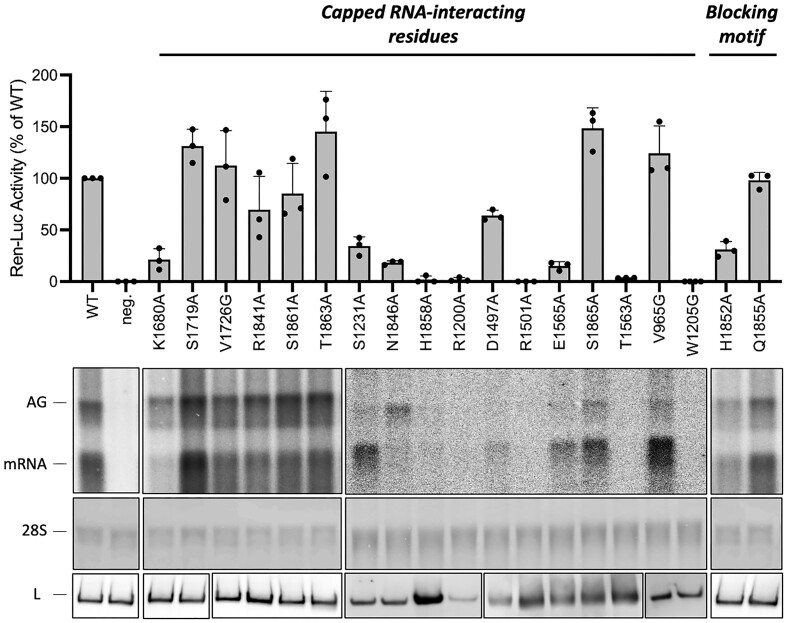 Mutational analysis of capped RNA-interacting residues. RVFV mini-replicon data for L protein with mutations to capped RNA-interacting residues presenting luciferase reporter activity (in standardized relative light units relative to the wild-type L protein (WT)). Data were presented as mean values ± SD of three biological replicates (n = 3). All biological replicates are shown as black dots (top panel). Middle panels present Northern blotting results with signals for antigenomic viral RNA (AG, equal to cRNA), viral mRNA (mRNA) and 28 S ribosomal RNA (28 S) as a loading control, and the bottom panel shows Western blot detection of FLAG-tagged L proteins (L) to demonstrate general expressability of the mutants. Fast green staining of the membranes is included in the Supplementary data. The Western blots have not been used for quantification.