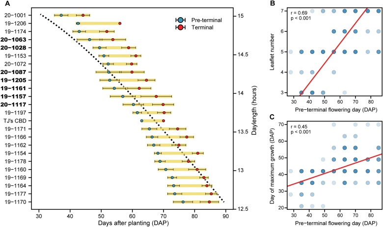 Floral phenology. Ordered by mean pre-terminal flowering day, (A) family means (±SE) for pre-terminal (blue points) and terminal (red points) flowering. The black dotted line represents daylength over the same time period on the alternate y-axis. Bold family names represent those families segregating for flowering date. Regression of (B) leaflet number and (C) day of maximum stem growth with pre-terminal flowering day, each represented in days after planting (DAP).