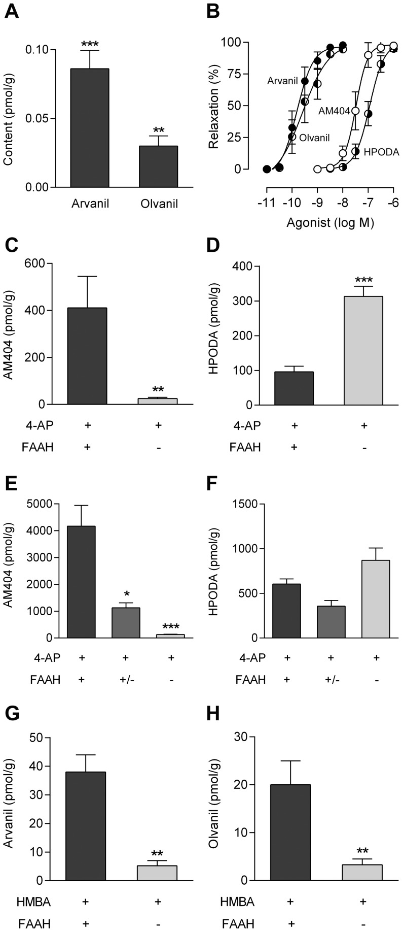 Production of TRPV1 active drug metabolites in the mouse brain from 4-aminophenol and 4-hydroxy-3-methoxybenzylamine (HMBA).Formation of arvanil and olvanil in rat brain homogenates incubated with HMBA (100 µM) for 60 min (A; n = 6). These N-acylamines were not detected in brain homogenates exposed to vehicle only. TRPV1-dependent vasorelaxation evoked by AM404 (n = 6), N-(4-hydroxyphenyl)-9Z-octadecenamide (HPODA; n = 9), arvanil (n = 12) and olvanil (n = 7) in rat mesenteric arterial segments precontracted with phenylephrine (B). Content of AM404 (C and E) and HPODA (D and F) in the brain 20 min after intraperitoneal injection of 4-aminophenol at doses of 30 mg/kg (C and D; n = 5) and 100 mg/kg (E; n = 6–12 and F; n = 6) in different FAAH genotypes. Contents of arvanil (G; n = 6) and olvanil (H; n = 6) in the brain 20 min after intraperitoneal injection of HMBA at a dose of 300 mg/kg in different FAAH genotypes. Values are expressed as mean ± SE. *p<0.05, **p<0.01 and ***p<0.001 when compared to wild-type littermates, using Mann-Whitney U test (A, C, D, G and H) or Kruskal-Wallis one-way ANOVA followed by Dunn’s multiple comparisons test (E and F).