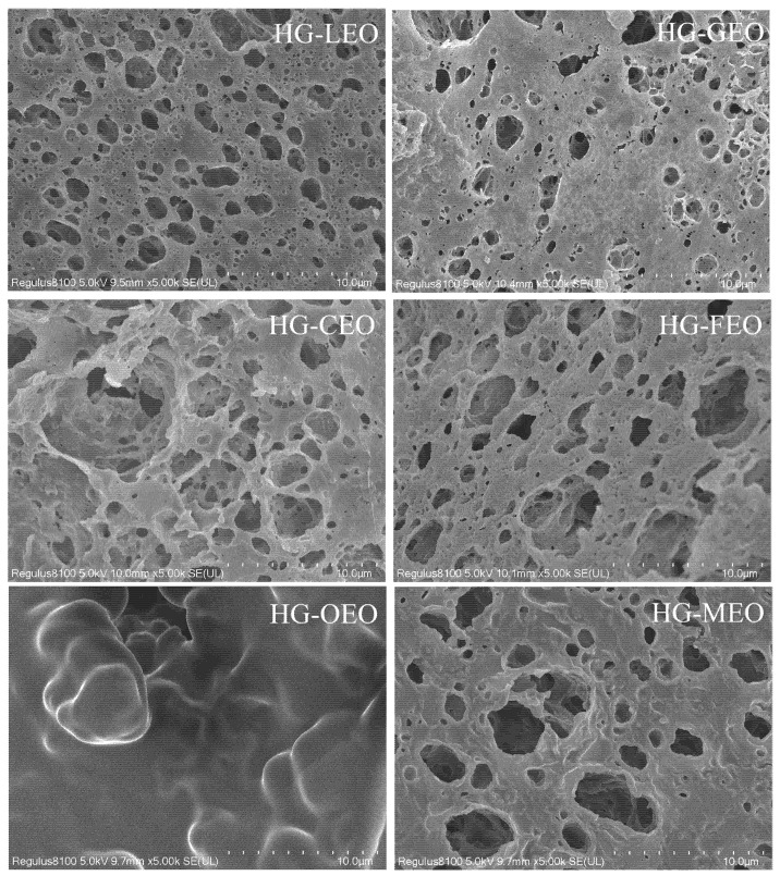 Microstructure of essential oil encapsulated in hemp protein isolate (HPI)–gallic acid conjugates. HG: conjugates of hemp protein isolate and gallic acid; LEO: essential oil from lemon; GEO: essential oil from grapefruit; CEO: essential oil from camellia; FEO: essential oil from fragrans; OEO: essential oil from oregano; MEO: essential oil from mustard.
