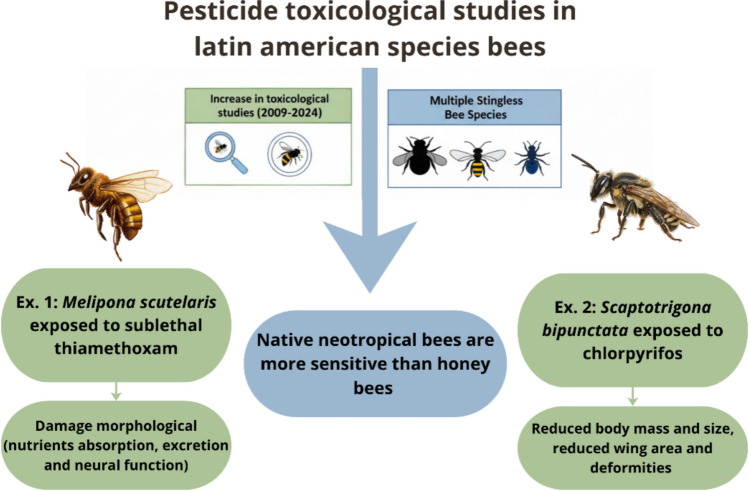 Sublethal effects of pesticides on native stingless bees, indicating morphological damage that may lead to increased mortality rates (Dorneles et al. 2021; Miotello et al. 2022). Source: Authors