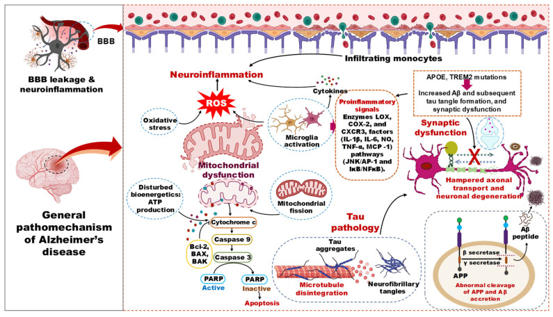 The multifactorial etiology of AD represents many pathological events with biochemical and cellular phases. Amyloidogenic processing of APP stimulated by genetic factors/aging contributes to forming aggregates of monomeric Aβ into oligomers, then into fibrils, which finally become part of extracellular amyloid plaques. Furthermore, these small aggregates cause reactive oxygen species (ROS) production and mitochondrial dysfunction, followed by tau aggregation and neurofibrillary tangles. The inflammatory pathway involves several incentives, including infiltrating monocytes because of BBB breakage. Meanwhile, activation of astrocytes and microglia leads to the secretion of proinflammatory cytokines and ROS, a subsequent cause of neuronal oxidative stress and mitochondrial dysfunction. Recruitment of phagocytic microglia into compromised neurons/neurites and release of harmful cytokines during clearance of extracellular debris increases bystander neurotoxicity, affecting adjacent neurons and senile plaque widening. Increased ROS during cellular respiration causes a decrease in mitochondrial membrane potential and ATP production by negatively affecting mitochondrial energy stores, disturbing energy metabolism, and compromising motility and mitophagy. This event ultimately increases caspase activity, which initiates apoptosis. Thus, increased mitochondrial ROS formation, compromised mitochondrial function, and apoptosis (caspase-3-dependent proteolytic cleavage of its substrate PARP) are associated with excessive mitochondrial fission and the loss of mitochondrial integrity. Moreover, mutations in APOE and TREM2 are specifically related to progressive disintegration in neuronal networks due to greater susceptibility to Aβ accretion and tau tangles formation, which hinder axonal transport and cause synaptic dysfunction and neuronal degeneration. These events damage the energetic efficiency of the brain.