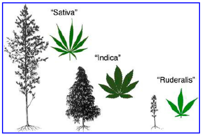 The morphological variation of C. sativa subsp. sativa, C. sativa. subsp. Indica, and C. sativa subsp. ruderalis (illustration from [55]).