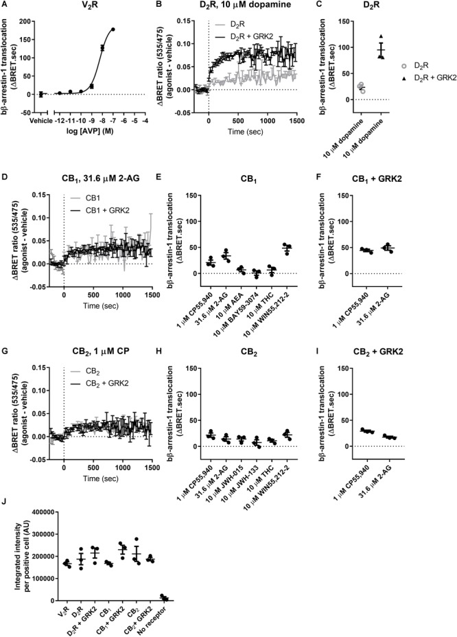 bβ-Arrestin-1 translocation to V2R, D2R, CB1, and CB2. (A) bβ-Arrestin-1 translocation to V2R stimulated with AVP. (B) ΔBRET ratio curves of bβ-arrestin-1 translocation to D2R with or without co-expressed GRK2 stimulated with 10 μM dopamine. (C) AUC quantification of translocation to D2R with or without co-expressed GRK2 stimulated with 10 μM dopamine as shown in (B). (D) ΔBRET ratio curves of bβ-arrestin-1 translocation to CB1 with or without co-expressed GRK2 stimulated with 31.6 μM 2-AG. (E) AUC of bβ-arrestin-1 translocation to CB1 stimulated with 1 μM CP55,940, 31.6 μM 2-AG, 10 μM AEA, 10 μM BAY, 10 μM THC, and 10 μM WIN55,212-2. (F) AUC of bβ-arrestin-1 translocation to CB1 with co-expressed GRK2 stimulated with 1 μM CP55,940 and 31.6 μM 2-AG. (G) ΔBRET ratio curves of bβ-arrestin-1 translocation to CB2 with or without co-expressed GRK2 stimulated with 1 μM CP55,940. (H) AUC of bβ-arrestin-1 translocation to CB2 stimulated with 1 μM CP55,940, 31.6 μM 2-AG, 10 μM JWH-015, 10 μM JWH-133, 10 μM THC, and 10 μM WIN55,212-2. (I) AUC of bβ-arrestin-1 translocation to CB2 with co-expressed GRK2 stimulated with 1 μM CP55,940 and 31.6 μM 2-AG. (J) Receptor expression of V2R, D2R, D2R+GRK2, CB1, CB1+GRK2, CB2, and CB2+GRK2 in cells used in experiments (A–G). Receptor expression was quantified in cells positive for expression by ICC. Error bars represent ±standard deviation of representative data with three technical replicates (A, B, D, G) or standard error of the means from three independent biological replicates (C, E, F, H, I, J).