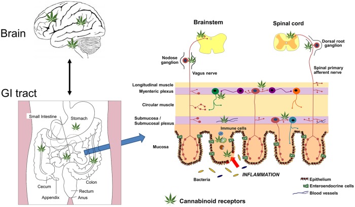 A schematic representation of the sites of action of cannabis (depicted by the cannabis leaf) in the brain gut axis. Cannabis acts predominantly on CB1 in the brain and the enteric nervous system of the gastrointestinal tract. CB2 receptors, located on immune cells, are also sites of action of cannabis, and these cells will be increased in states of inflammation. CB1 receptors may also regulate gut barrier function at the level of the epithelium. Visceral pain is regulated by CB1 receptors on spinal primary afferents and in the spinal cord. Nausea and vomiting is regulated by CB1 and possibly CB2 receptors in the brainstem (vomiting) and the insular cortex (nausea). Adapted from Maccarrone and colleagues. 39