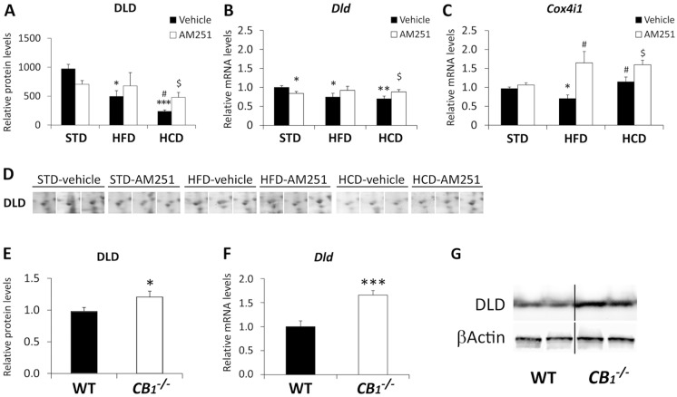 AM251 regulates the expression of DLD and Cox4i1.AM251 effects on the protein and gene expressions of DLD (A,B) and the gene expression of Cox4i1 (C) in the abdominal muscle of STD, HFD and HCD-fed rats. Representative 2D polyacrylamide gels showing the intensity of the identified spots for DLD (D). Bonferroni’s test (n = 6–8): *P<0.05, **P<0.01, ***P<0.001 vs. STD-vehicle; # P<0.05 vs. HFD-vehicle; $ P<0.05 vs. HCD-vehicle. Gene (D) and protein (E) expressions of DLD in the abdominal muscle of wild-type and CB 1 -/- mice. Representative immunoblots (F). Student’s t test (n = 6): *P<0.05, ***P<0.001 vs. WT.