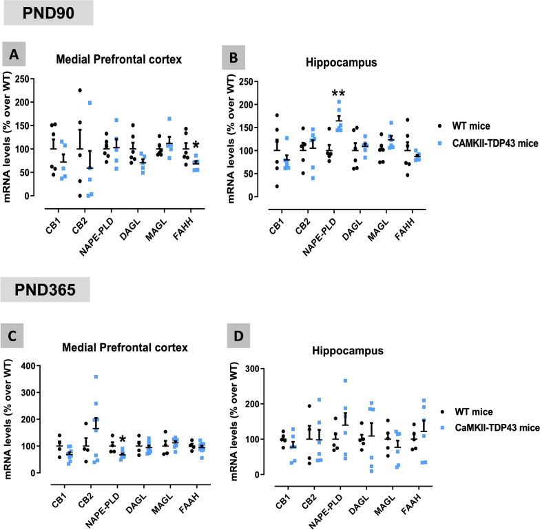 qPCR analysis of different endocannabinoid proteins (CB1 and CB2 receptors, NAPE-PLD, DAGL, MAGL and FAAH enzymes) in the mPFC (panels A,C) and the hippocampus (panels B,D) of FTD and wildtype male mice at two different ages (PND90 and PND365). Details in the text. Data were expressed as means ± SEM and were analysed by unpaired Student’s t-test (*p < 0.05, **p < 0.01 versus the wildtype mice)