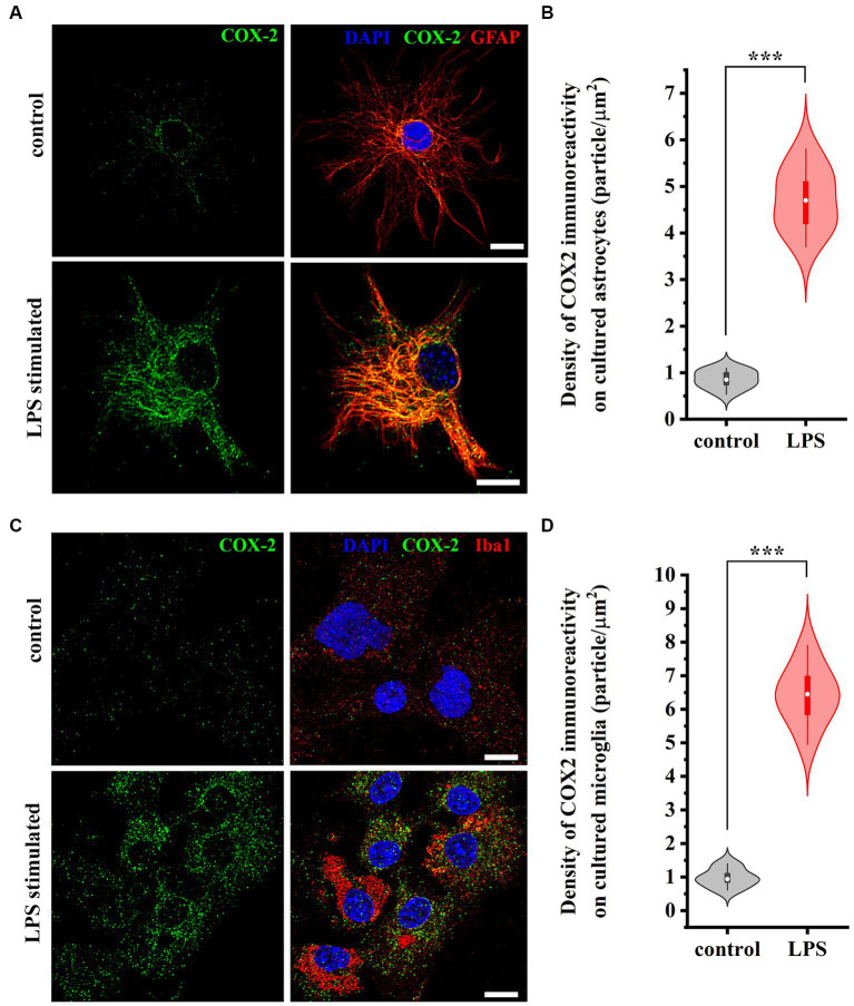 Micrographs of immunostained control and LPS-treated spinal astrocytes-microglia co-cultures illustrating that reactive spinal astrocytes and microglia increase the expression of COX-2 following an LPS stimulus. Both astrocytes (GFAP, red, A) and microglia (Iba1, red, C) increase the expression of COX-2 (green, A,C) following a treatment with LPS (B,D). n = 18 cells. Box plot properties: center: median; edges: 25th–75th percentiles; whiskers: extrema; outliers plotted individually. Statistical comparison: two-tailed non-parametric Mann–Whitney U test. Scale bar: 5 μm.