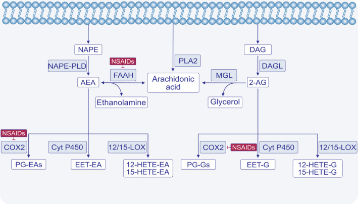Interactions of endocannabinoid with arachidonic acid metabolism and effects of non‐steroidal anti‐inflammatory drugs (NSAIDs). Main endocannabinoids in humans include arachidonyl‐ethanolamide (AEA) and 2‐arachidonoyl‐glycerol (2‐AG). AEA can be obtained from N‐acyl‐phosphatidylethanolamine (NAPE) via hydrolysis or by conjugation of ethanoloamine and arachidonic acid (AA). AEA can be also hydrolyzed to AA by the fatty acid amide hydrolase (FAAH). FAAH might be inhibited by NSAIDs. 2‐AG comes from diacylglycerol (DAG) through the actions of DAG lipase (DAGL). 2‐AG can be also hydrolyzed by monoacylglyserol lipase (MGL) to AA. Endocannabinoids also metabolized by eicosanoid biosynthetic enzymes including COX2, 12‐LOX, 15‐LOX, and cytochrome P450. The NSAIDs inhibiting COX2 can enhance endocannabinoid levels and reduce AEA‐ and 2‐AG‐derived prostaglandins. COX—cyclooxygenase; Cyt—cytochrome; EET—epoxyeicosatrienoic acid; HETE—hydroxyeicosatetraenoic acid; LOX—lipoxygenase; PLA—phospholipase; and PG—prostaglandin