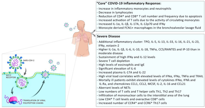 Inflammatory responses in COVID-19 patients. Inflammatory responses to SARS-CoV2 comprise a “core” inflammatory response, which all COVID-19 patients experience. In patients with mild disease, the inflammatory response resolves on the way to convalescence. The appearance of additional inflammatory clusters is observed during progression to severe disease. This includes the release of a higher number of systemic pro-inflammatory cytokines, low numbers but over-reactive T cells, and infiltration of monocytes/macrophages to the sites of infection.