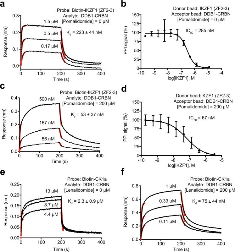 Quantitative analysis of IMiDs system.a, b BLI and AlphaScreen competition assays for assessing the intrinsic affinity of IKZF1 (ZF2-3) to DDB1–CRBN. Red lines represent curve fitting at the initial phase of association and dissociation. Kd, dissociation constant. IC50, half-maximum inhibitory concentration. Data were presented as mean ± s.d. of n = 3 biologically independent samples. Source data are provided as a Source Data file. c, d BLI and AlphaScreen competition assays for assessing the affinity of IKZF1 (ZF2-3) to DDB1–CRBN in the presence of pomalidomide at a saturating concentration. Red lines represent curve fitting at the initial phase of association and dissociation. Kd, dissociation constant. IC50, half-maximum inhibitory concentration. Data were presented as mean ± s.d. of n = 3 biologically independent samples. Source data are provided as a Source Data file. e, f BLI measurements of CK1a and DDB1–CRBN interaction in the absence and presence of lenalidomide at a saturating concentration. Red lines represent curve fitting at the initial phase of association and dissociation. Kd, dissociation constant. Source data are provided as a Source Data file.