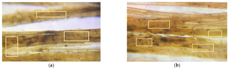 Microscopic images for untreated (a) hemp and (b) flax fibers, with all having a smooth surface finish.