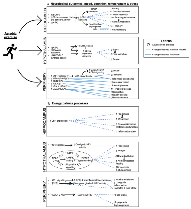 The possible ECS-related neurological outcomes of aerobic exercise and metabolic processes in hippocampal, hypothalamic, and peripheral tissues. The eCBs are involved in brain and exercise interactions. (A) Cross-sectional and prospective studies have been selected and used to summarize the implication of eCBs in mood, temper, cognition, and motor skills in relation to acute and chronic aerobic exercise. Looking at the hippocampus, aerobic exercise was associated with the increase of CB1 signaling and hippocampal BDNF expression (Ferreira-Vieira et al., 2014), exerting a neutral to positive impact into neuroplasticity and mental factors in animals. In the hypothalamus, the HPA axis and CB1 signaling reduce stress and fear. In the periphery, aerobic exercise seems to have positive impacts on the phenotype of human brain factors through the rise of OEA, AEA and a cortisol-AEA-GABA cascade. (B) The eCBs also impact on metabolism, thus playing a secondary neurological role. In the hippocampus, some animal studies suggested that CB1 overactivity would lead to inflammation and obesity-related consequences such as hyperphagia and glucose intolerance. The hypothalamic AMPK, eCBs, dopaminergic and ghrelin systems might interact to activate feeding, as well as CRH release. In the skeletal muscle, liver and adipose tissues of humans and animals, eCB/CB1 signaling would play the same role with possible inhibitory effects by OEA. CB1 signaling would also increase lipopolysaccharide (LPS) levels, low-grade inflammation, and insulin resistance. Physical activity and diet could be putative triggers of energy seeking molecular mechanisms and be implicated in inflammatory processes.