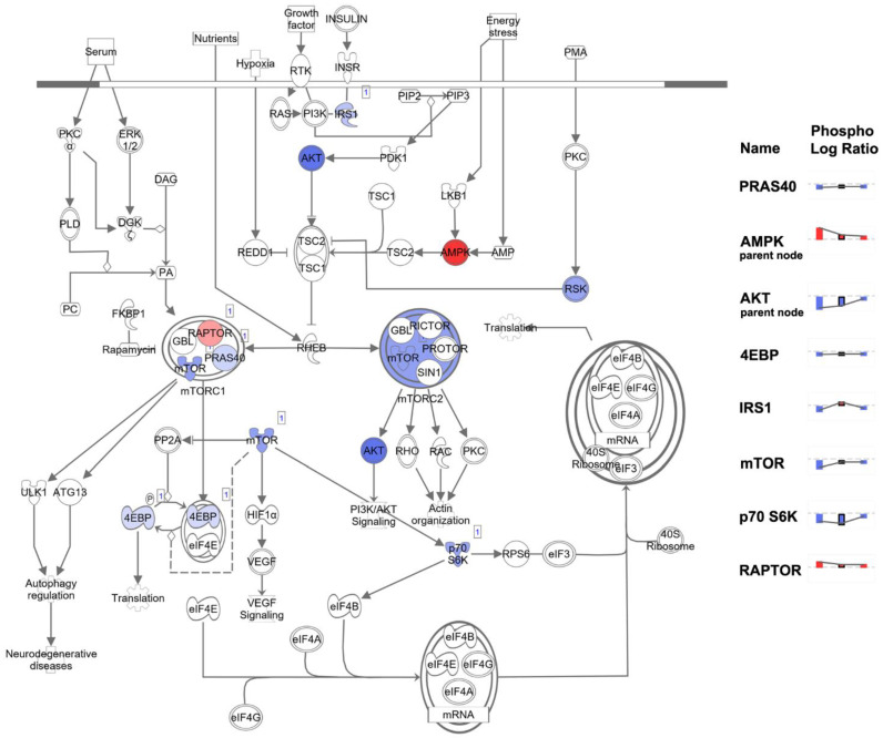 Effect of 4-oxo-DHA on the mTOR signaling pathway was diagrammed in IPA and corresponding expression data from the BT474 cell line was overlaid on the pathway. Overlaid expression is shown as the ratio of phosphorylated to total protein. The chart on the right shows the expression of major regulatory nodes of the mTOR signaling pathway while illustrating a pattern of differential regulation across the cell lines BT474, SRBR3, and MDAMB464, respectively. Red indicates protein activation and blue indicates inhibition.