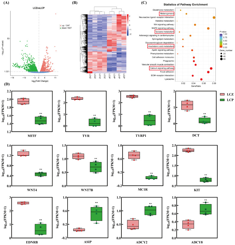 Differentially expressed gene analysis between mouth skin and skin of Liancheng white ducks. LCZ represents mouth skin, LCP represents skin. Four pooled biological replicates were included in each group (n = 4). (A) Volcano plot showing DEGs between LCZ and LCP. Red dots represent upregulated genes, green dots represent downregulated genes, and blue dots represent genes without significant differential expression. The X-axis indicates log2 (Fold Change), and the Y-axis indicates −log10 (p-value). The horizontal dashed line indicates the significance threshold of p-value = 0.05, and the vertical dashed line indicates log2(Fold Change) = 0. (B) Hierarchical clustering heatmap of DEGs between LCZ and LCP. Rows represent genes, and columns represent samples. Red indicates higher expression levels, while blue indicates lower expression levels. (C) KEGG pathway enrichment analysis of DEGs. The X-axis represents the GeneRatio, calculated as the number of DEGs enriched in a specific pathway divided by the total number of DEGs. Dot size indicates the number of enriched genes, and dot color indicates the enrichment p-value. Red boxes highlight pigmentation-related pathways. (D) Expression levels of selected pigmentation-related DEGs in LCZ and LCP. The Y-axis represents log10 (FPKM + 1). Horizontal lines represent the median and the small triangular or square symbols represent biological replicates. ** indicates p < 0.01.