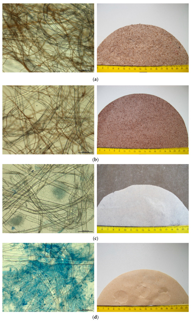 Microstructure (left column) and macrostructure (right column) of mycocel biopolymer compositions made of Kraft fibers (KF), hemp fibers (HF), and fungal fibers (FF): (a) KF FF (Ff); (b) KF FF (Ga); (c) KF FF (Tv); (d) KF FF (Ab); (e) KF HF FF (Ga). Microimages show flat hemp and softwood fibers (10–30 μm) (a–e) and narrow fungal fibers (2–7 μm) of polypores (a–c,e) and swollen hyphae (7–20 μm) of agaric (d). LM, 200×. Bar = 100 μm.