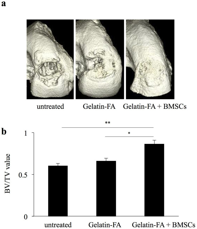 Micro-computed tomography (CT) analysis at 12 weeks after BMSCs implantation.(a) Representative three-dimensional-CT images from each group (six femurs each) are shown. (b) Bone growth was assessed by bone volume (BV) per tissue volume (TV). *P < 0.05, **P < 0.01 (six femurs each).