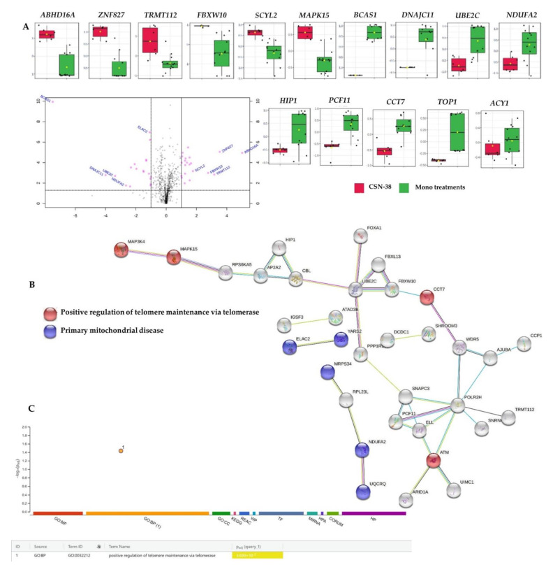 Differentially expressed proteins in synergistic CBD and SN−38 combination-treated MCF7 cells (CSN−38) compared to the monotherapies, and the corresponding overrepresented pathways. (A) Volcano plot with an absolute log2 fold change ≥ 1 and p-value ≤ 0.05 cutoff of the identified proteins in the CSN−38-treated cells, together with the selected proteins’ expression summary compared to the monotherapies. (B) STRING network of the 91 differentially expressed proteins (fold change ≥ 2; p and Q values ≤ 0.05). The minimum required interaction score was 0.40 (medium confidence), and red, green, blue, purple, light blue, and black interaction lines indicate the presence of fusion, neighbourhood, co-occurrence, experimental, database, and co-expression evidence, respectively. The disconnected nodes were hidden in the network. (C) Overrepresented pathways using g:Profiler for the differentially expressed proteins (fold change ≥ 2; p and Q values ≤ 0.05).