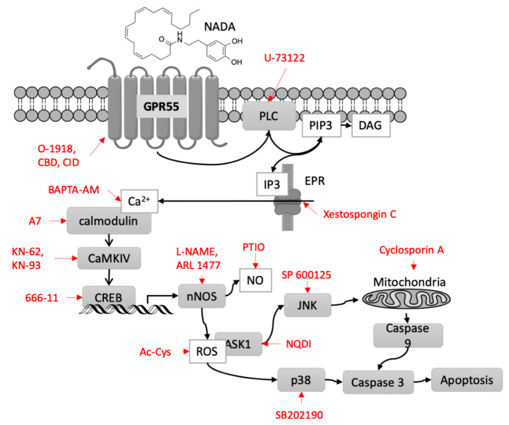 Proposed signal transduction during the cell death induction by endovanilloid DHA-DA. Inhibitors used in the work are shown in red. nNOS, neuronal NO synthase, JNK, c-Jun N-terminal kinase, ASK1, Apoptosis signal-regulating kinase 1, CBD, cannabidiol, CREB, cAMP response element-binding protein, EPR, endoplasmic reticulum, PIP3, Phosphatidylinositol (3,4,5)-trisphosphate, DAG, diacylglycerol, PLC, phospholipase C, IP3, Inositol trisphosphate, CaMKIV, Calcium/calmodulin-dependent protein kinase type IV, NADA, N-acyl dopamines.