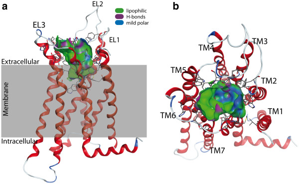 Model of the human cannabinoid receptor type 2. (a) Side view with the proposed transmembrane region shaded in grey. The protein is shown with the N-terminus at the top. (b) Top view from the extracellular space. The extracellular loops and the transmembrane helices are labelled to guide the reader. Only the residues forming the binding pocket are shown. The binding pocket identified by the Site Finder module of MOE (Chemical Computing Group Inc., Montreal, Canada) is shown as a surface with colour-coded features: H bonding (magenta), lipophilic (green), mild polar (blue).