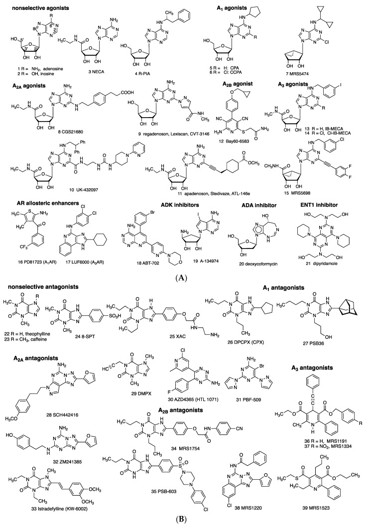 (A) Direct (orthosteric agonists 1–15) and indirect modulators (16–21) of ARs. Compound 2 binds ARs only weakly (>10 µM), but it activated A3AR in vivo [2]. Compounds 1, 9, 20, and 21 are in human use. Compounds 13 and 14 are in clinical trials. Agonists 4, 10, and 11 were previously in clinical trials. (B) Competitive AR antagonists (22–39). Compounds 22 and 33 are in human use. Compounds 30 and 31 are in clinical trials for cancer.
