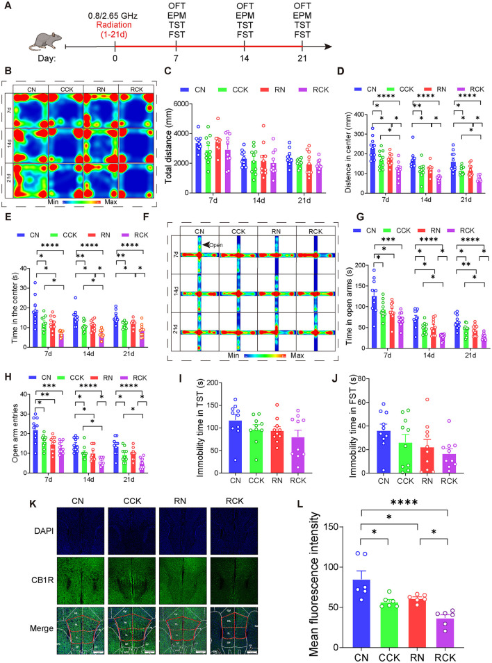 Knockdown of CB1R in the mPFC exacerbated anxiety in male mice induced by electromagnetic radiation. (A) Time axis of dual-frequency electromagnetic radiation (0.8/2.65 GHz, 4 W/Kg, 4h/day, 21 days) for behavioral tests (RN group: 10:00–12:00, 0.8 GHz; 12:00–14:00, 2.65 GHz; RCK group: 14:00–16:00, 0.8 GHz; 16:00–18:00, 2.65 GHz). (B-E) Open field test (OFT, 7d, 14d, 21d, 8:00–12:00); Representative heat map for statistical analysis of OFT results (7d, 14d, 21d, n = 10/group) (B), total distance (C), central distance (D), and time spent in the center (E). (F–H) Elevated plus maze test (EPM, 7d, 14d, 21d, 18:00–22:00); Representative heat map for statistical analysis of EPM results (7d, 14d, 21d, n = 10/group) (F), time spent in the open arms (G), and the number of open arm entries (H). (I) Tail suspension test (TST, 20d, 18:00–22:00), relative immobility time (n = 10/group). (J) Forced swim test (FST, 22d, 8:00–12:00), relative immobility time (n = 10/group). (K, L) Immunofluorescence of CB1R in the mPFC: Representative CB1R, DAPI, and merged images (K), and mean CB1R fluorescence intensity in the mPFC (n = 6/group) (L). All data are expressed as means ± SEM, *p < 0.05, **p < 0.01, ***p < 0.001, ****p < 0.0001. All results were analyzed using the one-way ANOVA. CN, Control + NC; CCK, Control + Cnr1 knockout; RN, Radiation (0.8/2.65 GHz) + NC; RCK, Radiation (0.8/2.65 GHz) + Cnr1 knockout.
