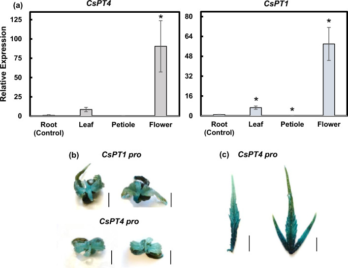 CsPT4 and CsPT1 expression pattern in cannabis tissues. (a) Transcript levels of CsPT4 and CsPT1 in various tissues, including root, leaf, petiole, and flower. Expression levels of each tissue were compared to the root. Student’s t-test was utilized for calculating statistical significance of means separation; *indicates p ≤ 0.05 (n = 3). (b,c) Transient transfection of CsPT4 pro and CsPT1 pro driven GUS reporter in cannabis seedlings (b) and sugar leaves (c). Scale bars represent 5 mm.
