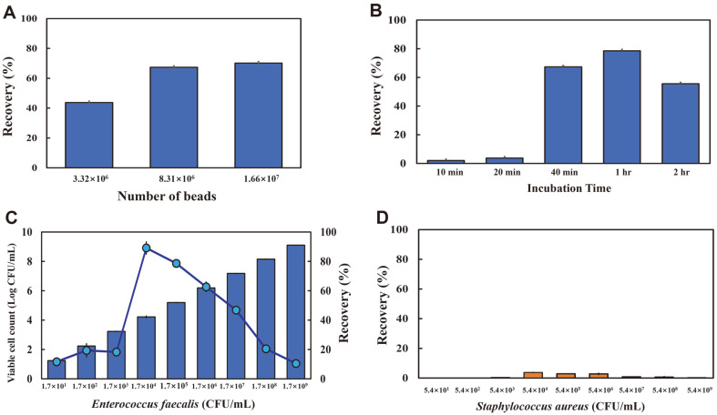 Optimization of binding conditions between Enterococcus faecalis and the CBD–eMB complex.(A) Quantitative binding conditions (number of CBD–eMB complexes ranged from 3.32 × 106 to 1.66 × 107, E. faecalis ATCC 29212 at 105 CFU, incubation at room temperature for 1 h); (B) Incubation times (1.66 × 107 epoxy magnetic beads, E. faecalis ATCC 29212 at 1.70 × 105 CFU); (C) E. faecalis ATCC 29212 detection limit at the optimized binding condition (1.66 × 107 CBD–eMB complexes, incubation at room temperature for 1 h); (D) No specificity of S. aureus ATCC 25923 at the optimized binding condition.