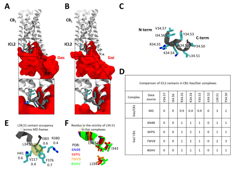 Comparison of ICL2 interaction with Gαs and Gαi bound CB1. (A) The interface between CB1 ICL2 and Gsα. (B) The interface between CB1 ICL2 and Gαi. (C) Sequence composition of the CB1 ICL2. (D) Comparison of CB1 ICL2/Gα contacts between the CB1-Gαs model (as studied in MDs) and CB1-Gαi structures available in the PDB database. (E) Stability of contacts formed by L34.51 and residues within the Gαs. (F) Contacts formed by L34.51 and residues within the Gαi in CB1 complexes.