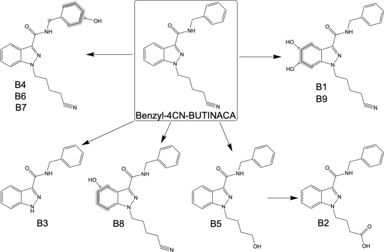 Proposed metabolic pathways of Benzyl-4CN-BUTINACA following duplicate 0.5-, 1-, and 3-h incubations with HHeps