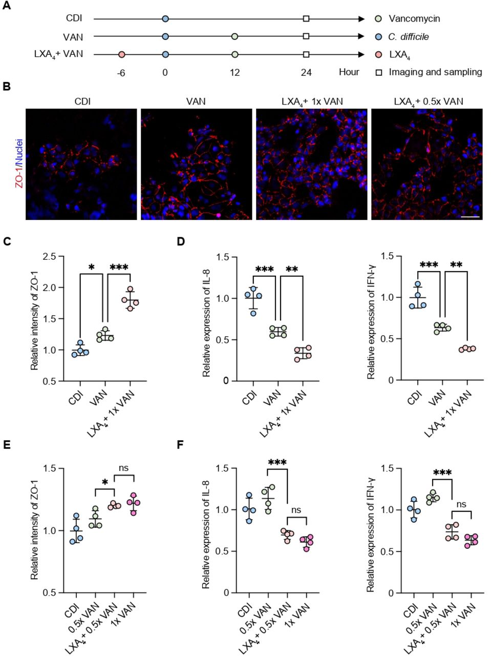 Adjunctive effect of LXA4 with vancomycin for the treatment of CDI. (A) Experimental scheme for the combined administration of LXA4 and vancomycin. (B) Confocal micrographs of the intestinal epithelium in GOCs under different conditions: CDI control, vancomycin monotherapy (VAN), LXA4 combined with full-dose vancomycin (LXA4 + 1× VAN), and LXA4 combined with half-dose vancomycin (LXA4 + 0.5× VAN). Tight junctions are immunostained for ZO-1 (red) and nuclei are stained with DAPI (blue). Scale bar: 50 µm. (C-D) Quantitative analysis of (C) the average ZO-1 fluorescence intensity and (D) the secretion of pro-inflammatory cytokines (IL-8 and IFN-γ) in GOCs from the CDI control, VAN, and LXA4 + 1× VAN groups. (E-F) Quantitative analysis of (E) the average ZO-1 fluorescence intensity and (F) the secretion of IL-8 and IFN-γ in GOCs from the CDI control, VAN, LXA4 + 1× VAN, and LXA4 + 0.5× VAN groups. Data in (C-F) are presented as mean ± SD (n = 4 independent replicates). Statistical significance was determined by unpaired t-test (* P < 0.05, ** P < 0.01, *** P < 0.001).