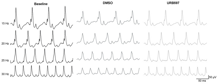 Schematic raw flicker ERG traces obtained in a representative monkey at baseline (left), and following vehicle injection (middle) or URB597 injection (right). Responses were elicited at 4 different flicker frequencies (15 Hz, 20 Hz, 25 Hz, and 30 Hz). Flash intensity was constant at 2.57 cd.s.m−2. Note the large difference at 30 Hz between DMSO and URB597. Scale is given in the inserts.
