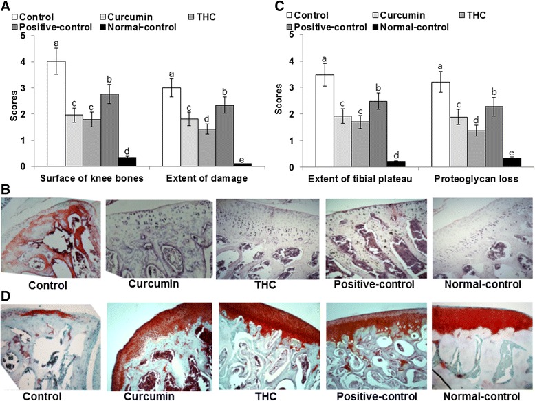 The histopathological features of osteoarthritic lesions in the knee joints of rats at 21 days after intra-articular injection of monoiodoacetate (MIA). Ovariectomized (OVX) rats were provided with a 45 % fat diet containing (1) 0.4 % curcumin, (2) 0.4 % tetrahydrocurcumin (THC), (3) 30 μg/kg body weight 17β-estradiol + 0.4 % dextrin (positive control), (4) 0.4 % dextrin (control), or (5) 0.4 % dextrin (normal control for osteoarthritis). At the beginning of the fifth week, an articular injection of monoiodoacetate into the right knee was performed on all OVX groups except the normal-control group and the assigned diets were provided for an additional 3 weeks. Rats in the normal-control group had an articular injection of saline in the right knee. The depth and extent of cartilage damage and the quantification of the damage (a) and histology (b) were determined in hematoxylin-eosin-stained, paraffin-embedded knee joint sections from MIA-injected rats (magnifying power ×10). In addition, the depth and extent of cartilage damage and quantification of the cartilage damage (c) and histology (d) in the MIA-injected knees were evaluated in safranin-O fast green-stained, paraffin-embedded knee joint sections from the osteoarthritic rats (magnifying power ×10). Each bar and error bar represents the mean ± SD (n = 5). (a, b, c, d, e) Values of the bars with different superscripts were significantly different among groups by the Tukey test at P < 0.05