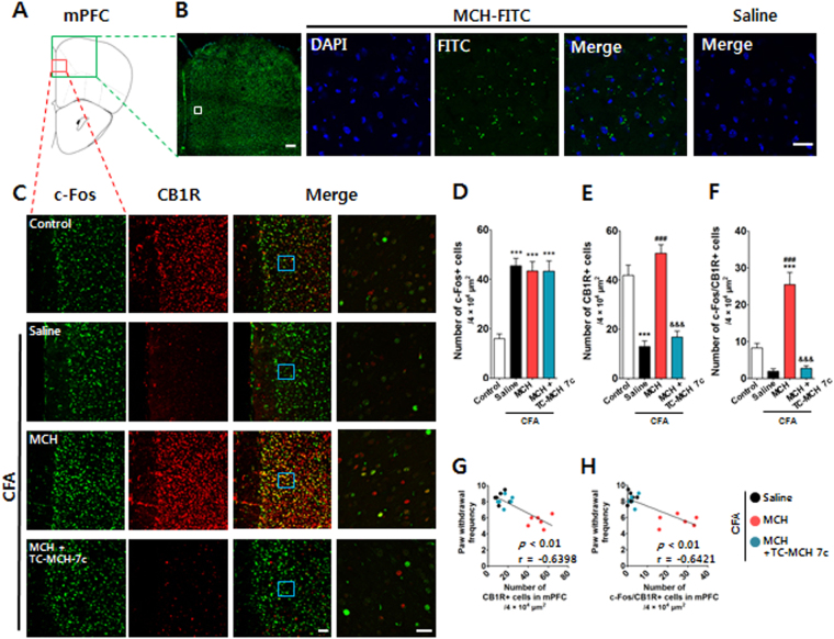 Changes in CB1R in the mPFC after i.n. administration of MCH in the CFA-induced inflammatory pain model. Representative figure showing the mPFC region in the mouse brain (A) and the distribution of MCH in the mPFC 30 min after the i.n. administration of MCH-FITC (10 μg/30 μl) or saline. DAPI: blue; MCH-FITC: green. Scale bar: 400 μm and 30 μm (B). Representative graphs showing the expression levels and activation of CB1R in the mPFC 2 h after the i.n. administration of MCH (10 μg/30 μl) on the 4th day after CFA injection. A MCH1R antagonist, TC-MCH 7c (10 mg/kg, i.p.), was administered 30 min prior to treatment with MCH. CB1R- and/or c-Fos-positive cells in the mPFC were counted. Scale bar: 100 and 30 μm (C). The results were analyzed with a one-way ANOVA followed by Newman–Keuls post hoc tests (D–F). n = 6/group. ***p < 0.001 vs. the Control group, ### p < 0.001 vs. the CFA group, and &&& p < 0.001 vs. MCH group. Data are expressed as means ± SEM. Figures show data for the correlation between mechanical allodynia and a change in CB1R after i.n. MCH administration. The r-values were analyzed using a Spearman rank correlation coefficient. mPFC: medial prefrontal cortex; CB1R: cannabinoid 1 receptor; MCH1R: MCH 1 receptor.