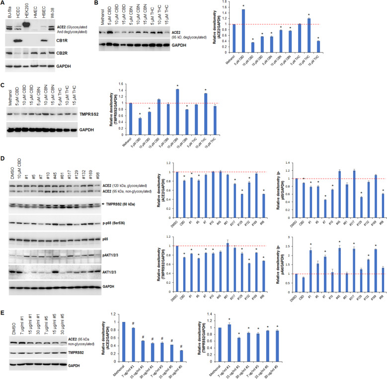 Cannabinoids and cannabis extracts modulate the expression of ACE2 and TMPRSS2 in WI-38 cells.A Western blot analysis of ACE2, CB1R and CB2R in the indicated cell lines, GAPDH served as a loading control. B, C Western blot analysis of ACE2 (B) and TMPRSS2 (C) in WI-38 cells treated with the indicated cannabinoids; relative densitometry was determined using ImageJ. D Western blot analysis of the indicated proteins in WI-38 cells treated with either CBD or the indicated cannabis extracts; relative densitometry was measured using ImageJ. E Western blot analysis of ACE2 and TMPRSS2 in WI-38 cells treated with the indicated extracts; relative densitometry was measured using ImageJ. * indicates p < 0.05; # indicates p < 0.001.