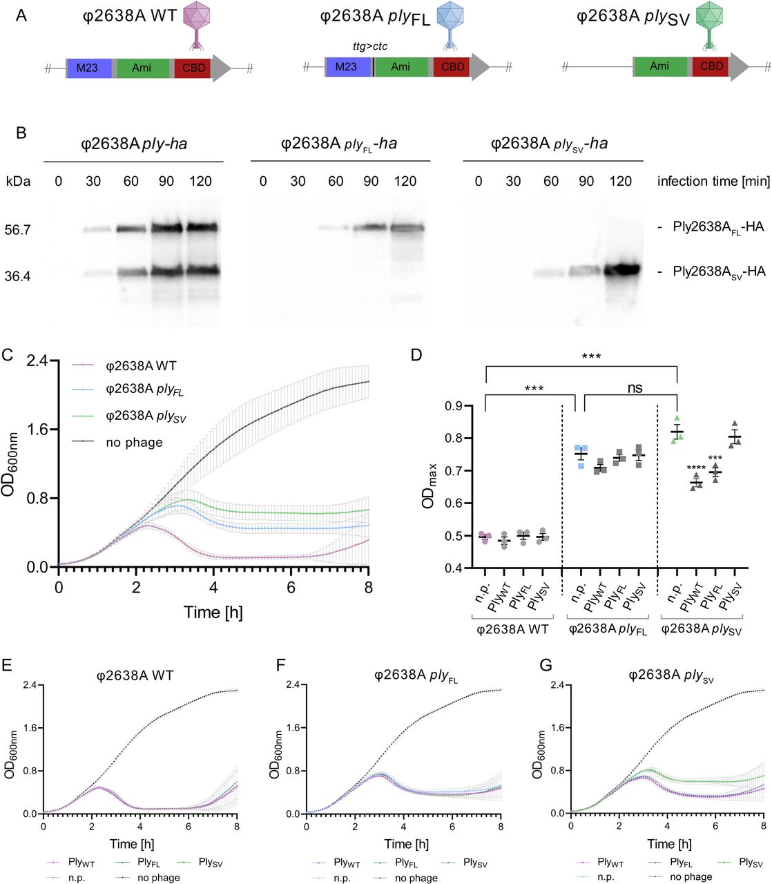 Ply2638A short variant isoform is required for maximum bacteriolytic activity during phage infection.(A) Schematic overview of the endolysin genes of wildtype and engineered φ2638A phages. M23, M23 peptidase; Ami, amidase; CBD, SH3b cell wall binding domain; ttg>ctc, codon modification that silences the iTSS to produce only FL endolysin. (B) Western blot time-course using an anti-HA monoclonal antibody to monitor hemagglutinin (HA)-tagged endolysin expression after phage infection of S. pseudointermedius 2854 cultures. (C) Bacteriolytic activity of wildtype and engineered phages against S. pseudointermedius 2854 was determined by 8-hour turbidity reduction assays (TRAs) at OD600nm. Phages were added at an MOI of 0.1 (107 PFU/mL to 108 CFU/mL). (D-G) Phage infections were supplemented with 10 nM of recombinant PlyWT, PlyFL, or PLySV or no protein (n.p.) as a control at the start of infection, with bacteriolytic activity measured using TRAs as described above. (D) The maximum optical density reached during individual infections is reported with or without endolysin complementation. Phage-only infected cultures (n.p.) are shown in color and were compared against each other using unpaired t-tests (ns, no significance; ***, p-value = 0.0002). For each phage, the three endolysin-complemented conditions were compared against the phage-only control using a one-way ANOVA. Only significant differences are indicated with asterisks (***: p-value = 0.0006; ****: < 0.0001). For panels C to E, all experiments were performed as biological triplicates with technical triplicates and shown as mean ± standard deviation.