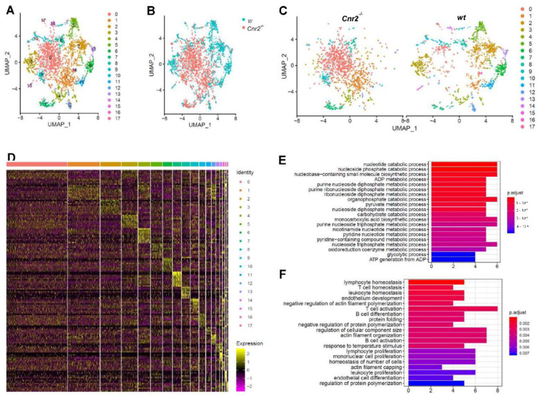 Tumor-infiltrating B cells from Cnr2−/− mice have reduced metabolic activity, along with impaired differentiation and activation. Tumor-infiltrating B cells from wt and Cnr2−/− mice were purified using flow cytometry at day 14 post-tumor inoculation and analyzed by means of scRNA-seq. (A–C) UMAP dimensionality reduction of 6381 combined B cells. (D) Heatmap showing the top 10 upregulated genes (highest fold change) for each cluster. (E) Gene ontology analysis for biological processes of downregulated genes with log fold change threshold of 0.25 and minimum prevalence of 0.2 from cluster 0 (n = 37) and (F) cluster 1 (n = 56).